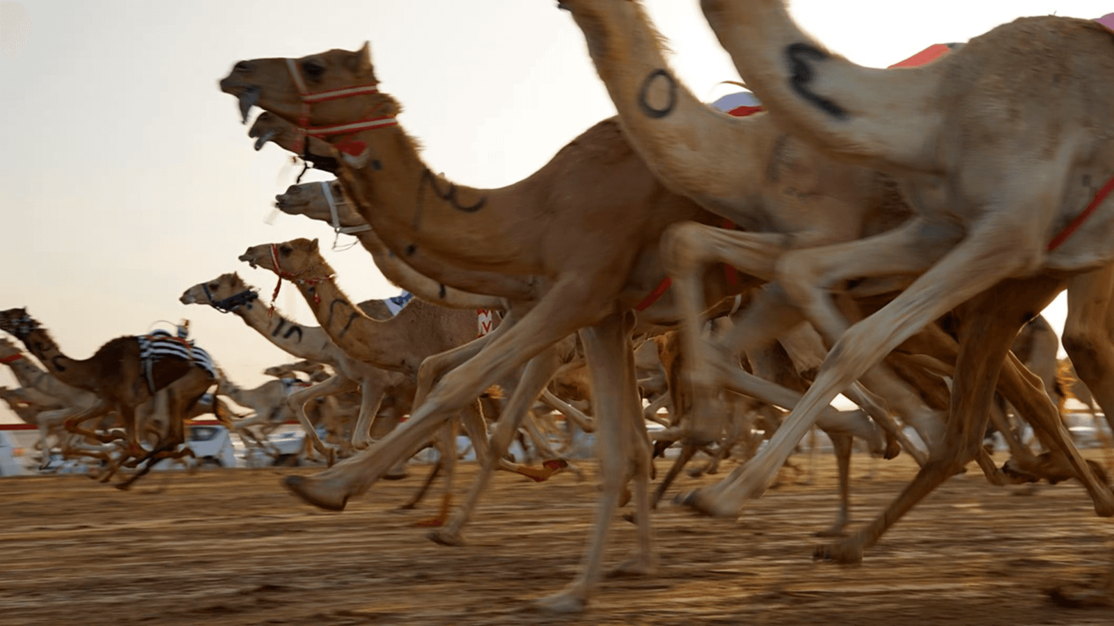 Camel Racing History Book Camel racing in the Middle East: from sporting to cultural event - LaLatina